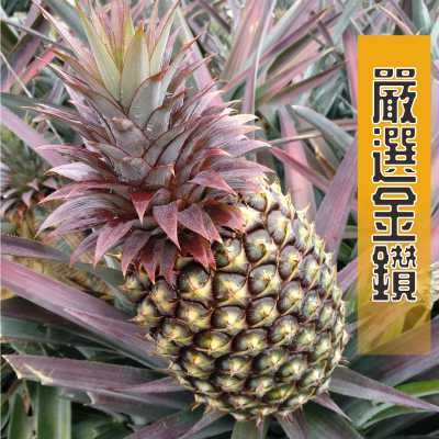夏天就吃鳳梨吧！金鑽鳳梨好吃不死甜